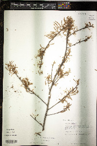 Quercus phellos image
