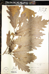 Quercus × saulii image