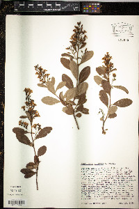 Media resource of Escallonia illinita