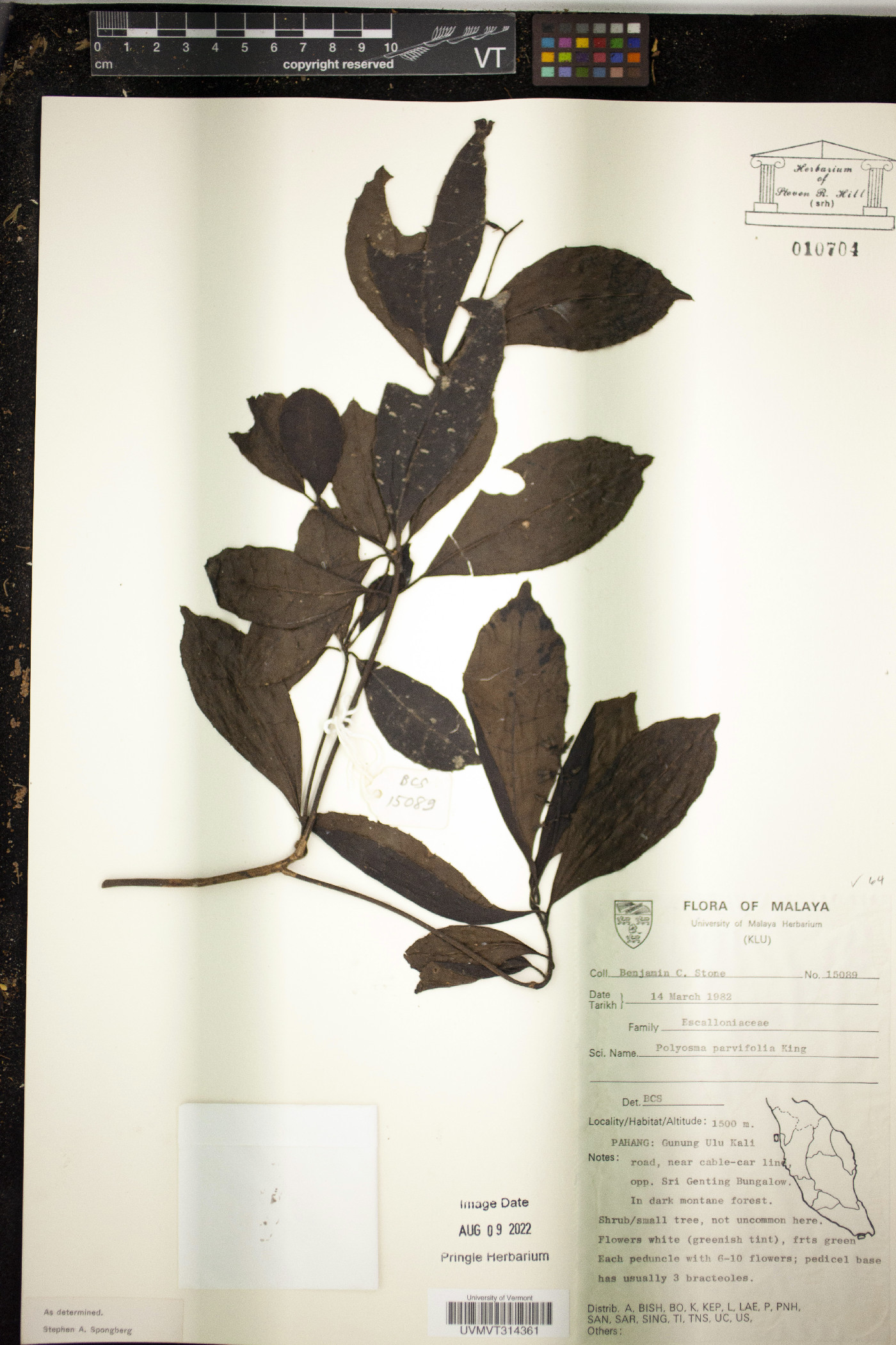 Polyosma parvifolia image