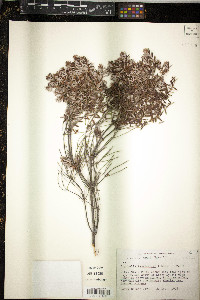 Styphelia tameiameiae image