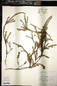 Empetrum rubrum image