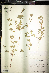 Bergia texana image