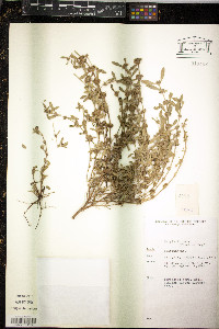 Media resource of Bergia trimera