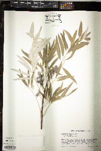 Elaeagnus angustifolia image