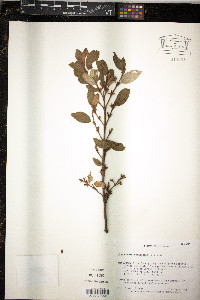 Shepherdia canadensis image