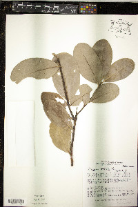 Diospyros revoluta image