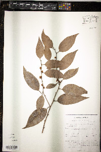 Diospyros thwaitesii image