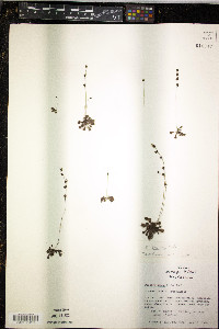 Drosera brevifolia image