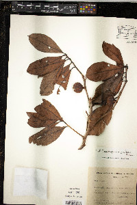 Media resource of Doliocarpus magnificus