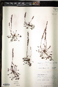 Drosera intermedia image