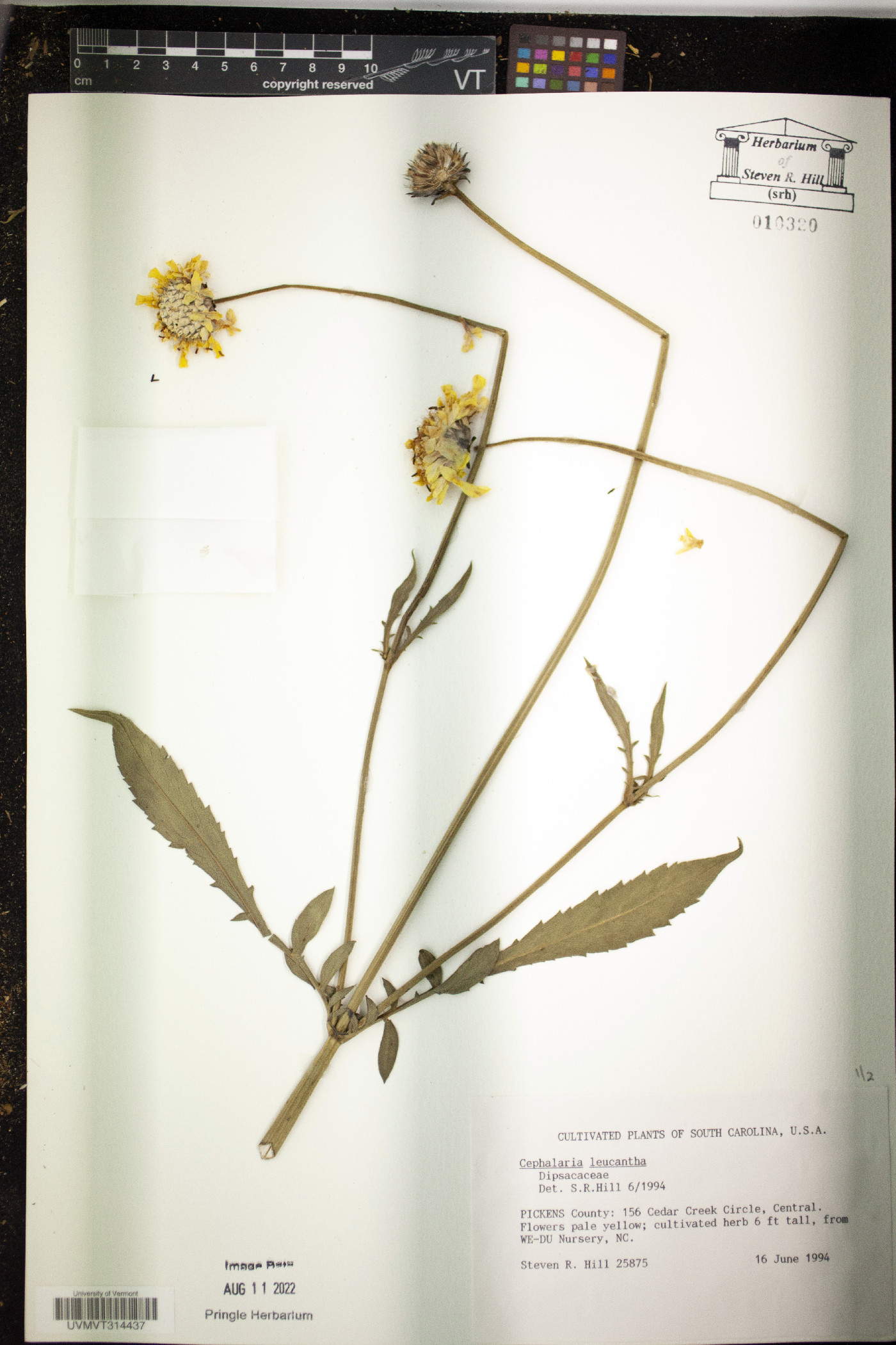 Cephalaria leucantha image