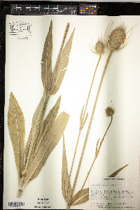 Dipsacus fullonum image