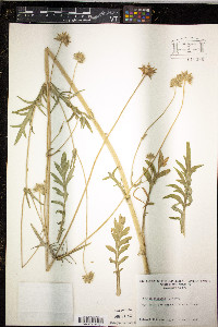 Knautia arvensis image