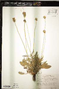 Media resource of Lomelosia japonica
