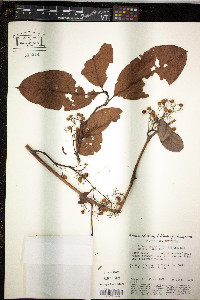 Davilla rugosa image