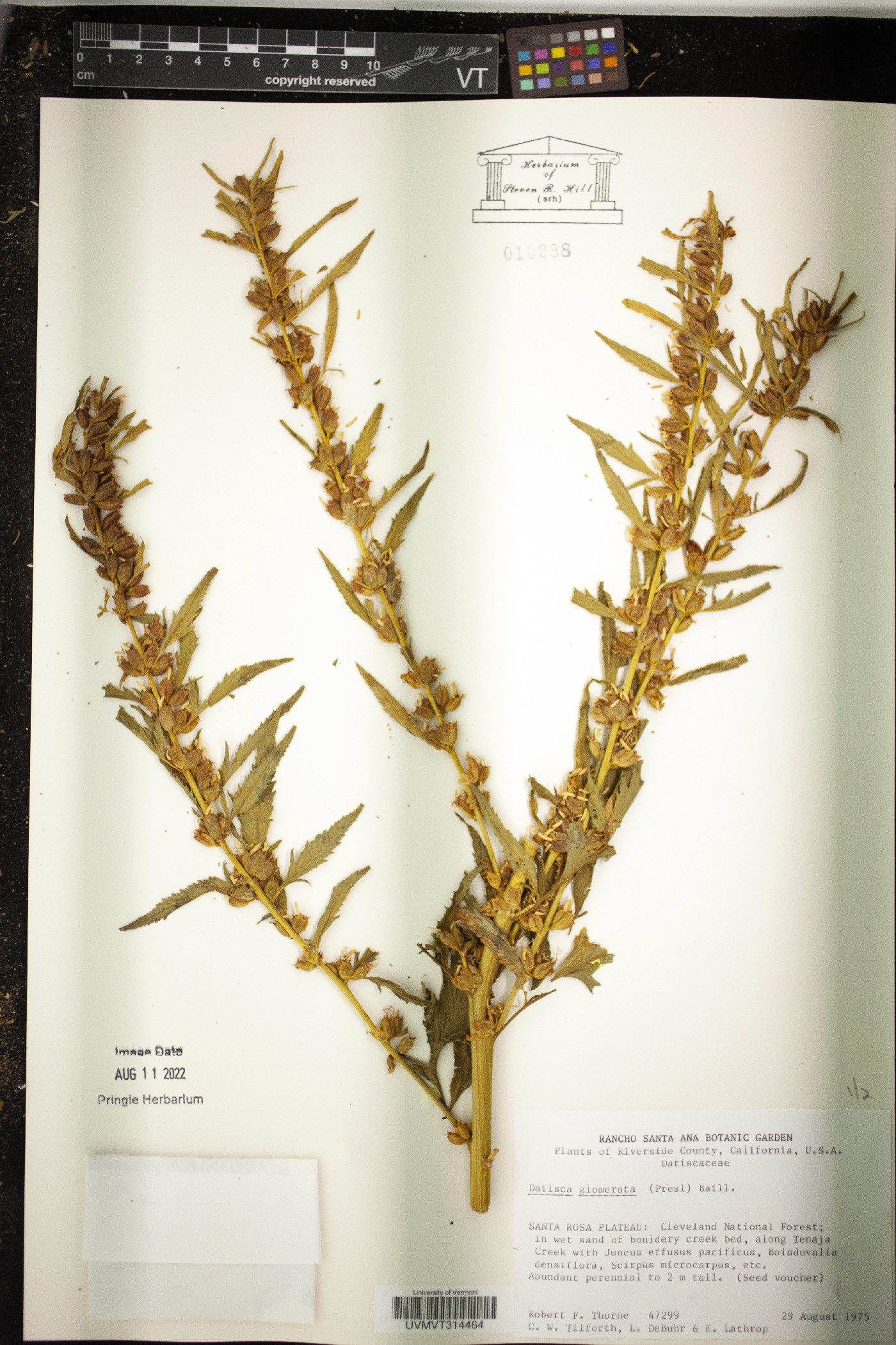 Datisca glomerata image