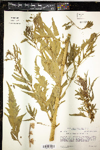Datisca glomerata image