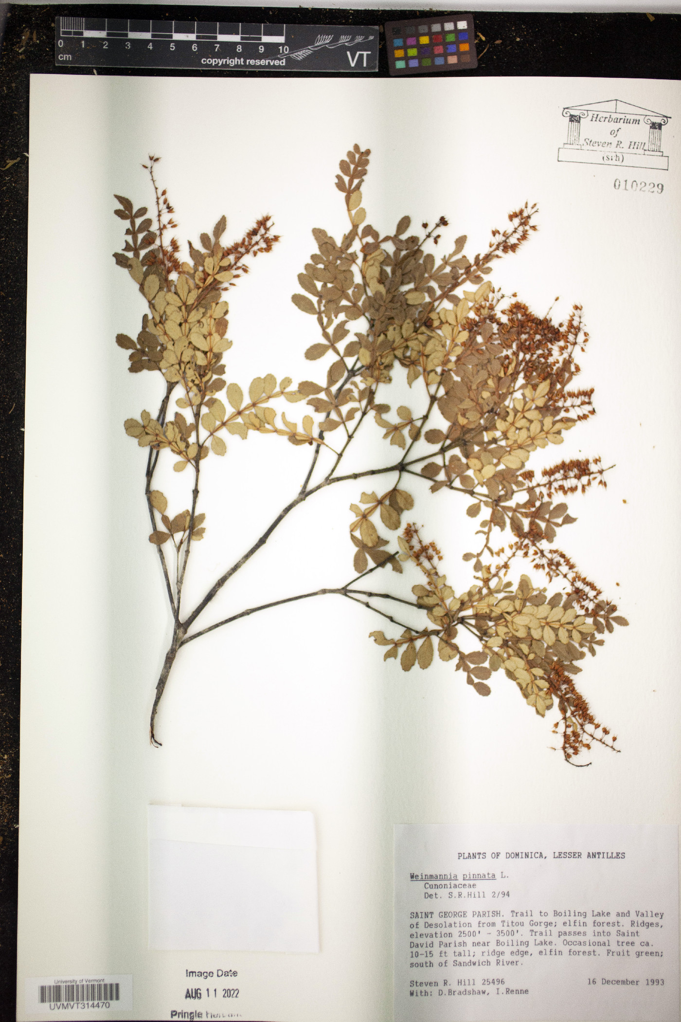 Weinmannia pinnata image