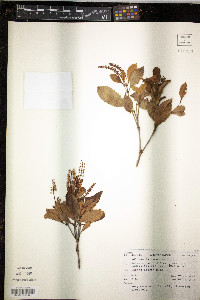 Weinmannia racemosa image