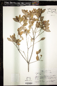 Cliftonia monophylla image