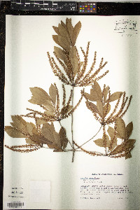 Cyrilla racemiflora image