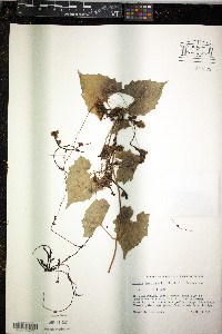 Cuscuta americana image