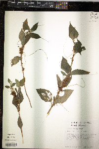 Cuscuta indecora image