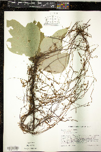 Cuscuta japonica image