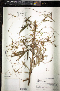 Cuscuta japonica image