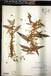 Cuscuta pentagona image