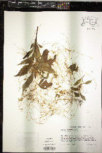 Cuscuta pentagona image