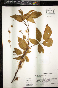 Cuscuta rostrata image