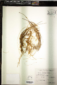 Cuscuta tinctoria image