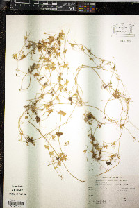Brandegea bigelovii image