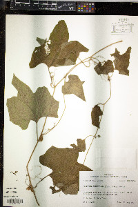 Polyclathra cucumerina image
