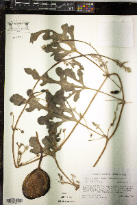 Citrullus lanatus image
