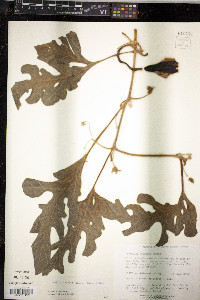 Citrullus lanatus image