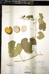 Cucumis melo image