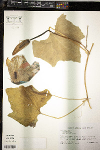 Cucurbita pepo image