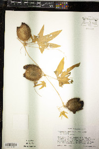 Echinocystis lobata image