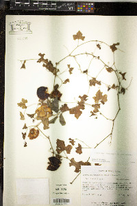 Ibervillea lindheimeri image