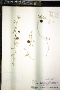 Ibervillea tenuisecta image