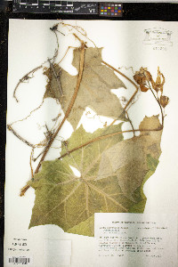 Luffa aegyptiaca image