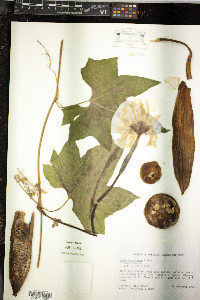 Luffa aegyptiaca image