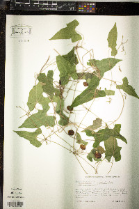 Melothria pendula image