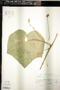 Sechium edule image
