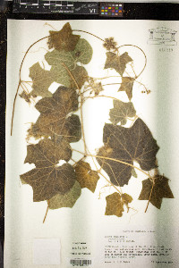 Sicyos angulatus image
