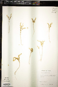Sedum pulchellum image