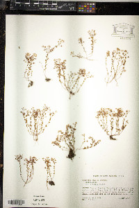 Sedum smallii image